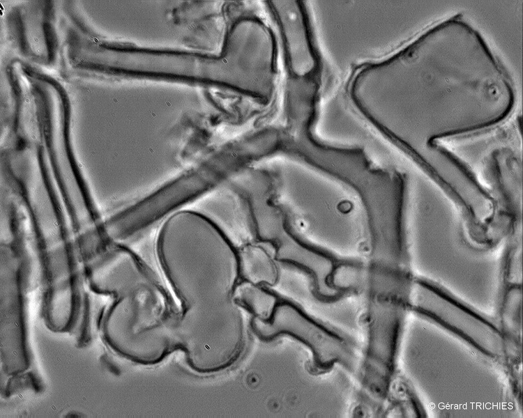 phlebia